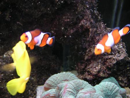 L ' AQUARIUM